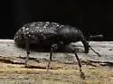 Pales Weevil - photo 4