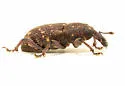 Pales Weevil - photo 5