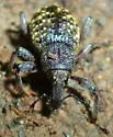 Hylobius pinicola
