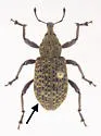 Hylobius pinicola - photo 3