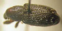 Hylobius radicis