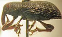 Hylobius radicis - photo 2