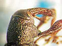 Hylobius radicis - photo 3