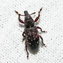 Hylobius radicis - photo 4