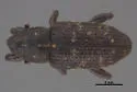 Hylobius radicis - photo 5