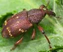 Hylobius transversovittatus