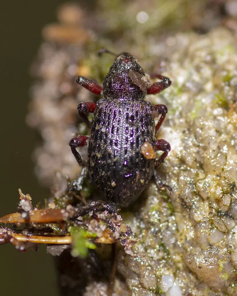 Warren's Root Collar Weevil - photo 2