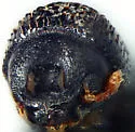 Hylocurus carinifrons - photo 3