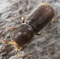 Hylocurus hirtellus - Hylocurus hirtellus