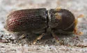 Hylocurus hirtellus - photo 2