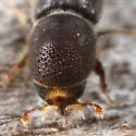 Hylocurus hirtellus - photo 3