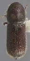 Hylocurus hirtellus - photo 4