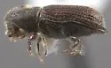 Hylocurus hirtellus - photo 5