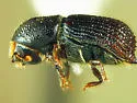Hylocurus langstoni - photo 2