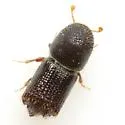 Hylocurus parkinsoniae