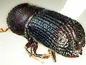 Hylocurus parkinsoniae - photo 2