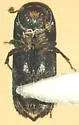 Hylocurus rudis - photo 2