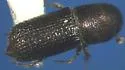 Hylocurus rudis - photo 3