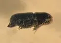 Hylocurus rudis - photo 4