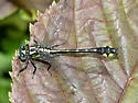 Spine-crowned Clubtail