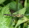 Spine-crowned Clubtail - photo 2