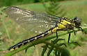 Spine-crowned Clubtail - photo 3