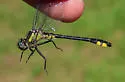 Spine-crowned Clubtail - photo 4