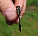 Spine-crowned Clubtail - photo 5