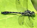 Mustached Clubtail