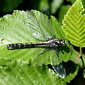 Mustached Clubtail - photo 2