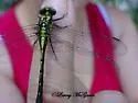 Mustached Clubtail - photo 3
