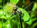 Mustached Clubtail - photo 5