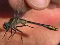 Banner Clubtail