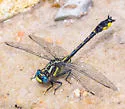Banner Clubtail - photo 4