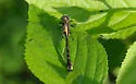 Banner Clubtail - photo 5