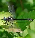 Piedmont Clubtail