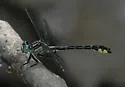 Piedmont Clubtail - photo 2