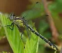 Piedmont Clubtail - photo 3