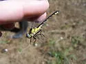 Piedmont Clubtail - photo 4