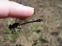 Piedmont Clubtail - photo 5