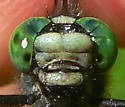 Green-faced Clubtail