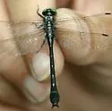 Green-faced Clubtail - photo 2