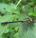 Green-faced Clubtail - photo 3