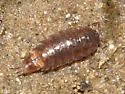 Hyloniscus riparius