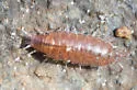 Hyloniscus riparius - photo 3
