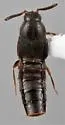Hylota ochracea - Hylota ochracea