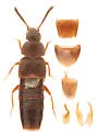 Hylota ochracea - photo 2