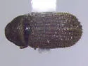 Native Elm Bark Beetle - photo 2
