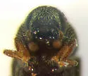 Native Elm Bark Beetle - photo 4