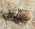 Native Elm Bark Beetle - photo 5